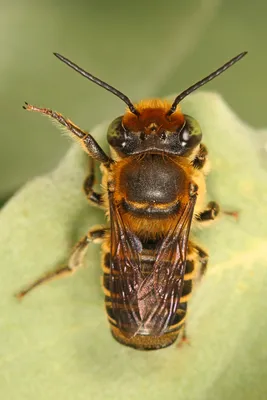 Укусы пчел и ос | Аллергология и Иммунология