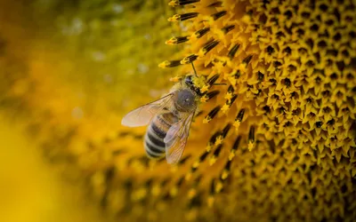 Укус пчелы: признаки, первая помощь, последствия, профилактика