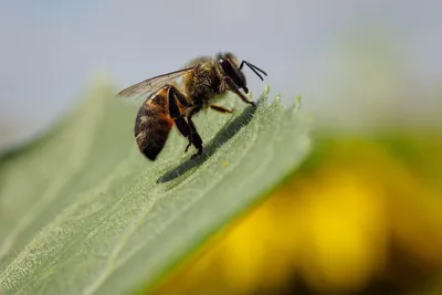 Осовидная пчела Sphecodes albilabris чёрного цвета с красным брюшком -  Михаил Соколов