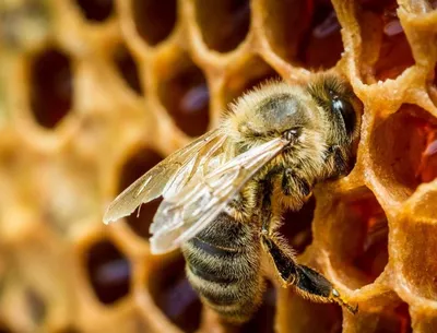 Пчелы и их роль в биологическом разнообразии - РНТБ