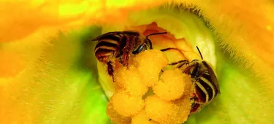 Европейские Шерстяные Пчелы Пчела - Бесплатное фото на Pixabay - Pixabay