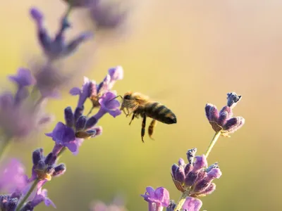 Как пчелы спасают человечество от голода | РБК Тренды