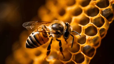 Что делать при укусе пчелы? | Объясняем.рф