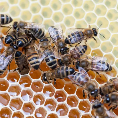 Книга Пчелы. Что человек и пчела значат друг для друга - купить в  интернет-магазинах, цены на Мегамаркет | 978-5-389-17333-0