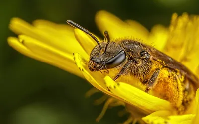 Радиоуправляемый робот Пчела Honeybee - 9923 - купить с доставкой по  выгодным ценам в интернет-магазине OZON (817878209)