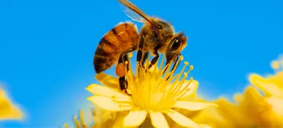 Кто такие пчелы-стервятники?