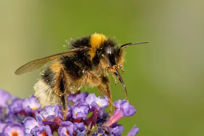 Пчелы – надежные помощники в сельском хозяйстве | Новости ООН