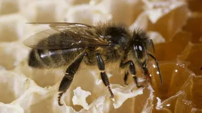 Пчелы по вызову: контрактное опыление посевов набирает обороты –  Агроинвестор