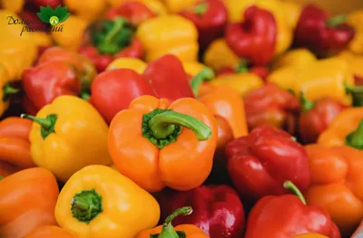 Красный, жёлтый и зелёный: какой болгарский перец полезнее? — ЗдоровьеИнфо