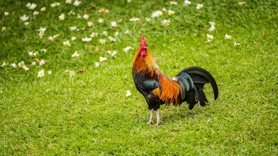 Красочный кукарекать петуха Стоковое Фото - изображение насчитывающей  петушок, курица: 42280404