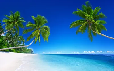 Картинка пляжа с пальмами