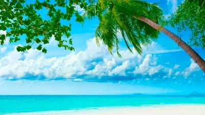 Пляж с пальмами и облачным небом | Премиум Фото