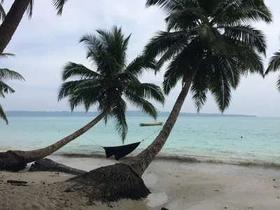 Пляж с пальмами - 80 фото
