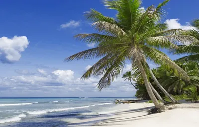Обои Пляж с пальмами, картинки - Обои для рабочего стола Пляж с пальмами  фото из альбома: (природа)