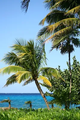 красивый пляж с большой пальмой и чистым голубым морем, голубое небо,  голубое море, белый песчаный пляж и пальмовые листья фон картинки и Фото  для бесплатной загрузки