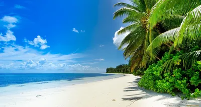 Тропический пляж с пальмами Стоковое Изображение - изображение  насчитывающей песок, облако: 29555309