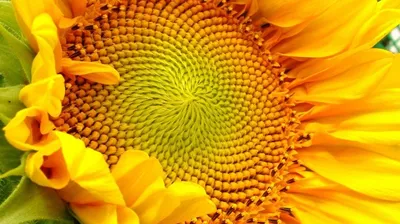 Значение подсолнуха: символика солнечного цветка | Семицветик | Дзен
