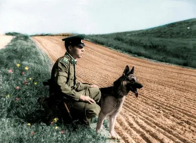 Картинка пограничника с собакой фотографии