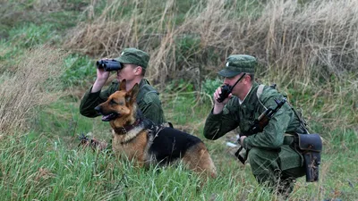 Знает, чей Крым, и кто такой Путин: собака-пограничник из Украины набирает  миллионы просмотров в TikTok