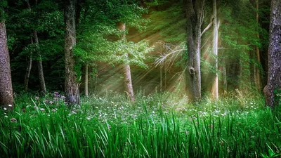 Полянка в лесу (36 фото) - 36 фото