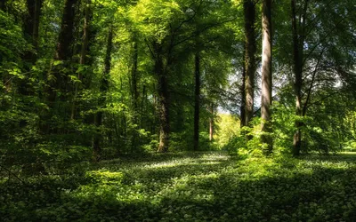 Солнечная полянка в лесу - 75 фото