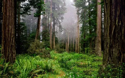 Красивая поляна в лесу - 68 фото