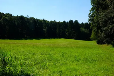 Зеленая поляна в лесу - скачать бесплатно бесшовные текстуры и Substance  PBR материал в высоком разрешении