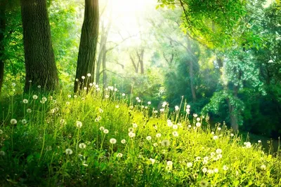 Поляна в лесу на которой цветут …» — создано в Шедевруме