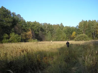 Лес поляна с ручьем - 71 фото