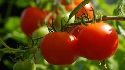 Помидоры томаты PNG , помидор, овощи PNG рисунок для бесплатной загрузки