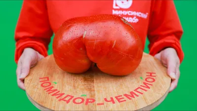 Семена томатов (помидор) Алеша Попович купить в Украине | Веснодар