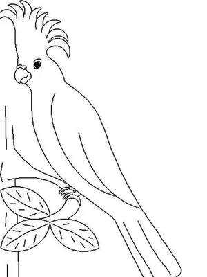 Картинка Попугай раскраска А4 для девочек | RaskraskA4.ru