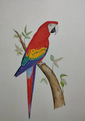 Рисунки попугаев для срисовки - 60 фото