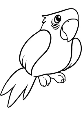 Рисунки для срисовки животных попугай (28 шт)