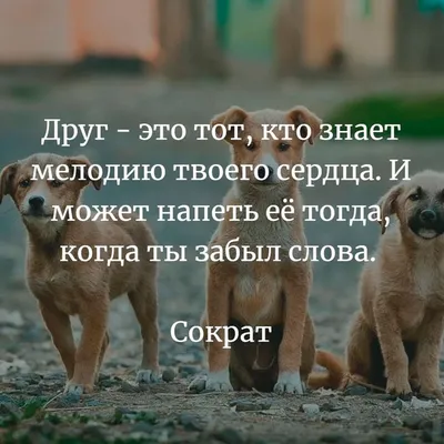 Картинки про друзей и дружбу со смыслом - подборка