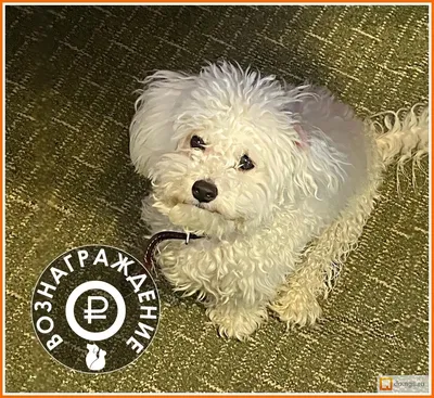 Купить значок Пропала собака в Москве в интернет-магазине LCLS.ru