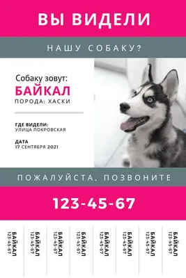 Пропала собака в Долгопрудном | Pet911.ru