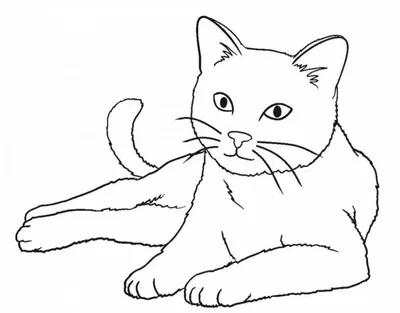 Картинка раскраска кошка фотографии