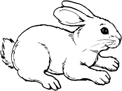 раскраска заяц для детей бесплатно распечатать | Ausmalbilder, Malvorlagen,  Ausmalen