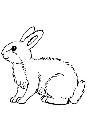 Раскраски Раскраска заяц лежит заяц, скачать распечатать раскраски.