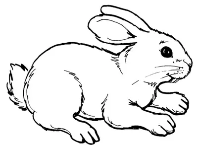 Раскраска животных заяц. раскраски животных раскраска заяц. Раскраска без  регистарции.