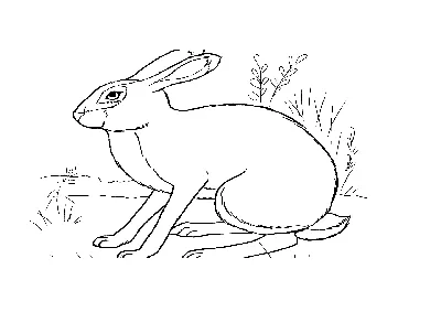 Pаскраска заяц #10087 (Животные) – Бесплатные раскраски для печати