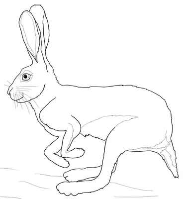Раскраски Раскраска заяц бежит заяц, скачать распечатать раскраски.