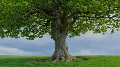 Предки родового дерева все поколения…» — создано в Шедевруме