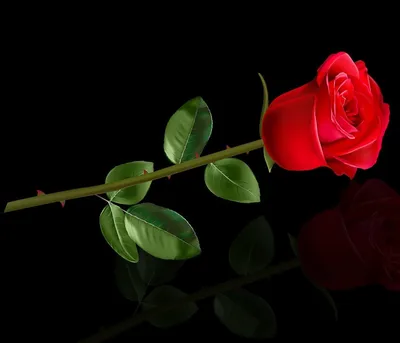 Красивая красная роза на черном фоне :: Стоковая фотография :: Pixel-Shot  Studio