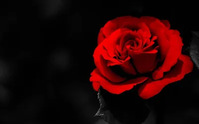 роза на черном фоне :: Анютка А – Социальная сеть ФотоКто