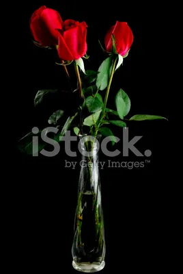 Обои на рабочий стол Красная роза на черном фоне, обои для рабочего стола,  скачать обои, обои бесплатно