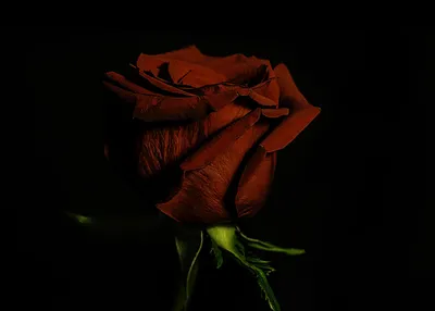 Красная роза на черном фоне обои (Большой выбор фото) - treepics.ru