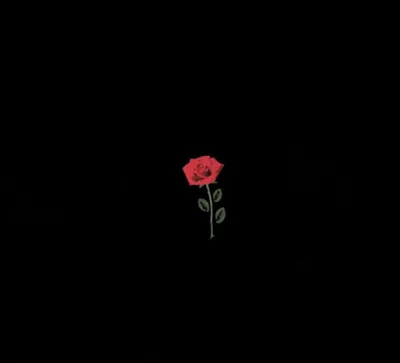 Фото роза красные Цветы Черный фон