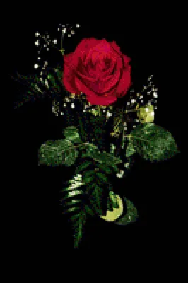 Роза на черном фоне — Фото №223151
